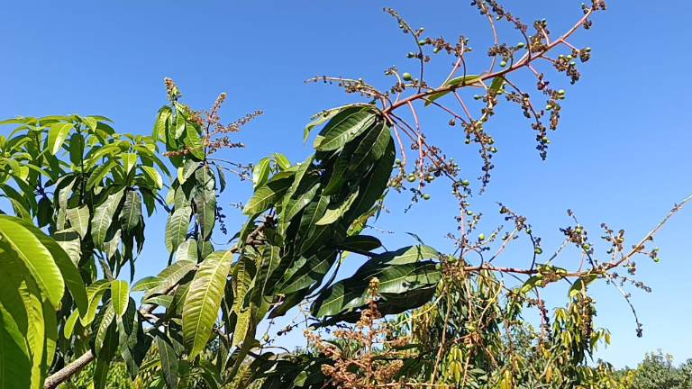 Las huertas de mango en Escuinapa registran una baja floración.