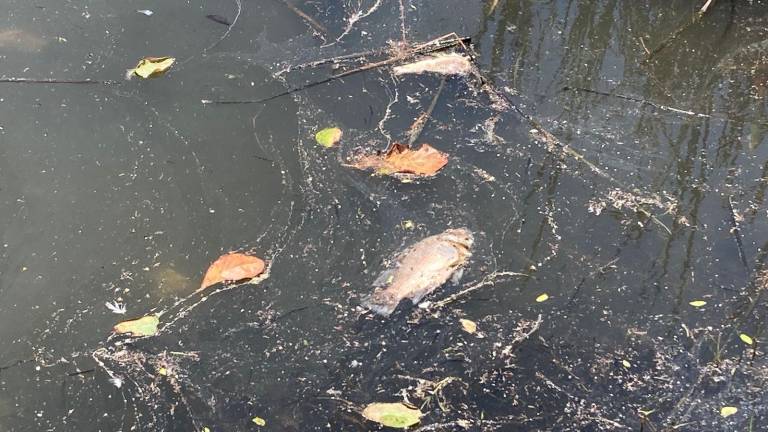 El PAN pide a las autoridades detener la contaminación en cuerpos de agua como la Laguna del Camarón y el Estero del Infiernillo.