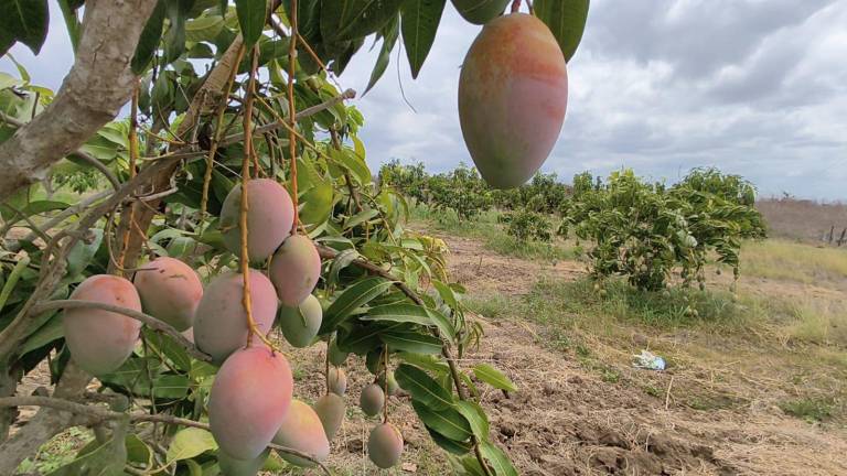 En Rosario productores reportan que están padeciendo robo hormiga del mango.