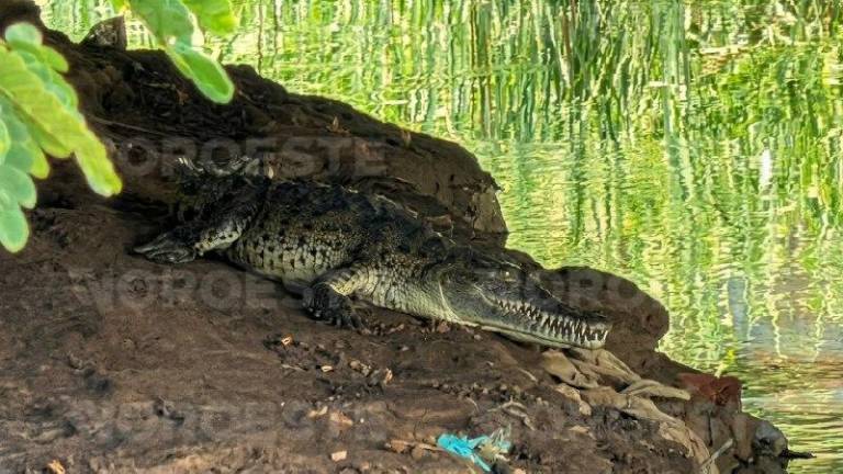 Un cocodrilo de dos metros fue captado bajo un puente de la colonia Francisco I. Madero, en Mazatlán.