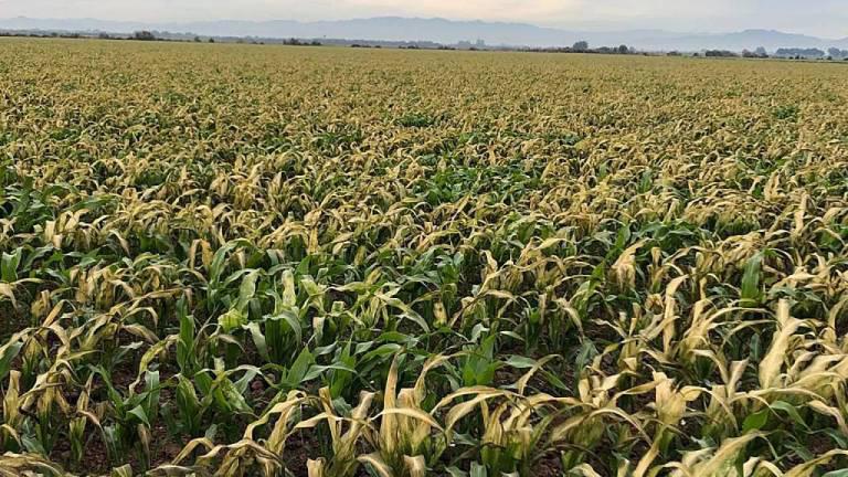 Cerca de mil hectáreas de cultivos resultaron afectadas en Sinaloa por heladas: Caades