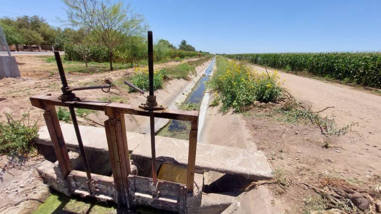 Por sequía ‘extrema’, cultivos de maíz blanco de Sinaloa sufrirán consecuencias: NASA