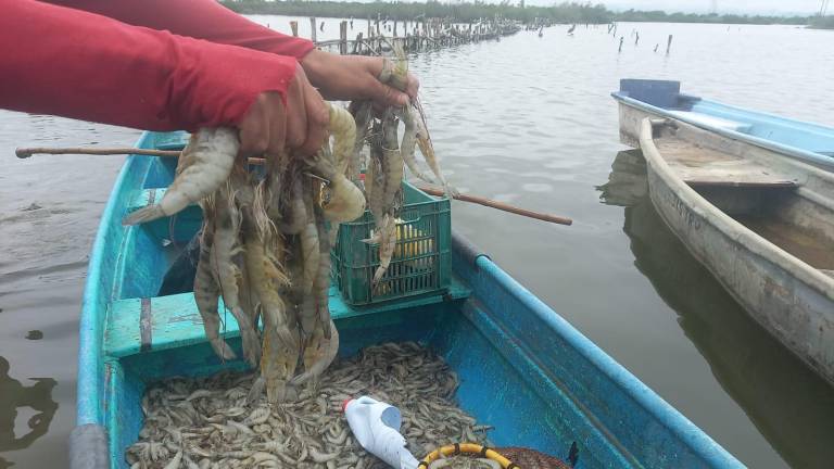 Por bajos precios en mercado nacional, acuicultores de Sinaloa buscarán exportar camarón a EU