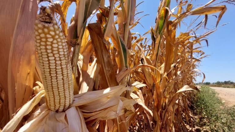 Este miércoles, los futuros de maíz a julio 2021 perdieron 3 dólares para ubicarse en 281.4 dólares.