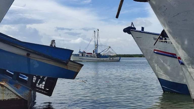 Inician capturas de camarón este jueves en altamar.