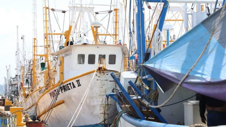 Pesca de camarón 2021-2022 en Sinaloa fue buena, dice organismo de investigación pesquera
