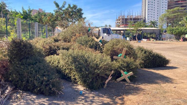Los pinos lucen apilados en la base de Parques y Jardines.