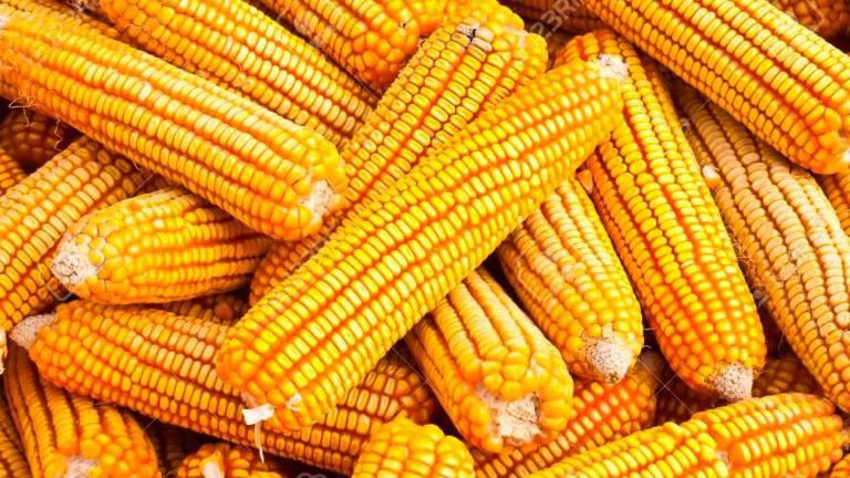 Durante 2023 se mantienen almacenadas 671 mil toneladas de maíz.