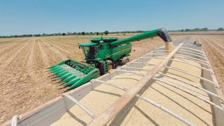 El trigo y la soya registraron precios récord a principios de este año y el maíz subió cerca de su máximo histórico.