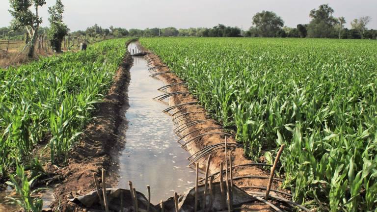 Falta de agua podría complicar cultivos en Sinaloa, advierten.