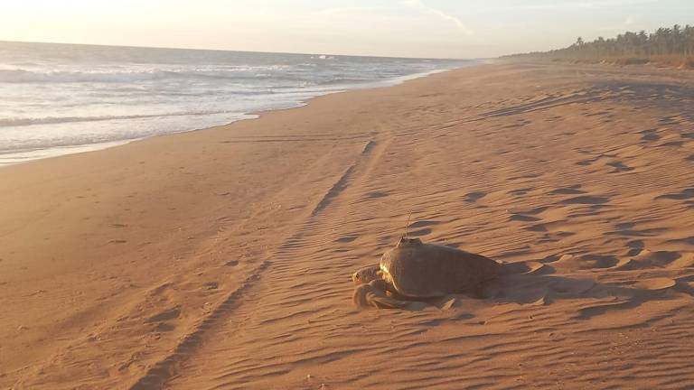 La tortuga liberada es una golfina, hembra con un peso de 36 kilogramos, la cual llegó a la zona de playa del CIP durante la noche del domingo, se informó.