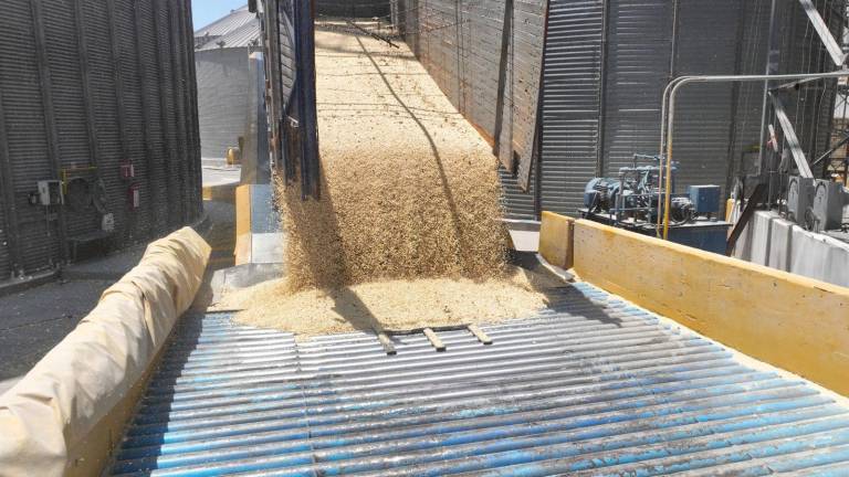 La Unidad Campesina en Sinaloa advierte del impacto que tendrá en el campo sinaloense las importaciones de maíz.