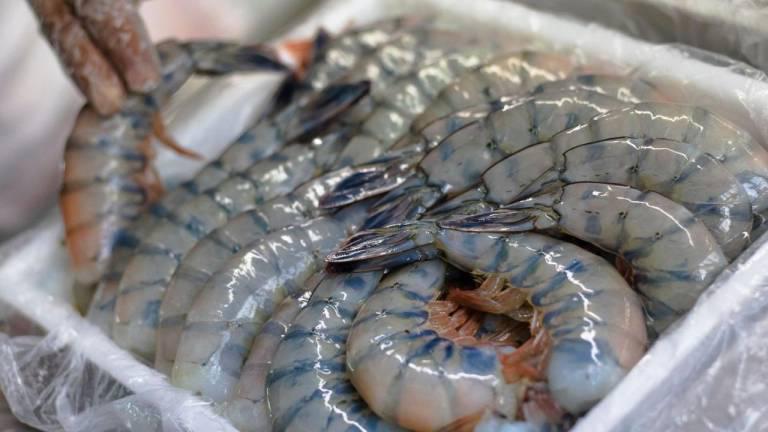 Advierten que camarón de Ecuador invade Sinaloa y pone a acuicultores al borde del colapso
