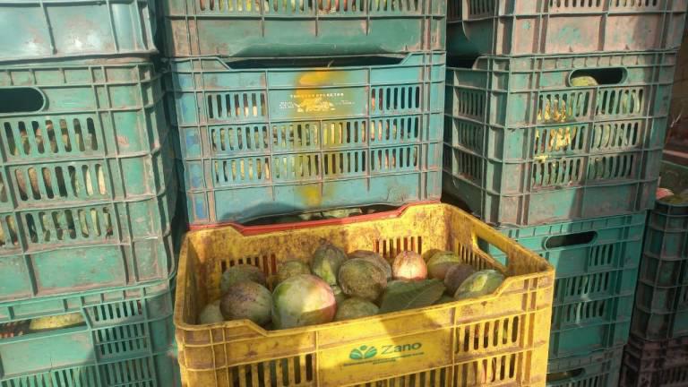 Da Ayuntamiento de Escuinapa ultimátum para regularizar fosas en acopios de mango