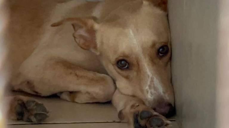 $!Colectivos de cuidado y protección animal hacen recomendaciones para cuidar a mascotas durante eclipse