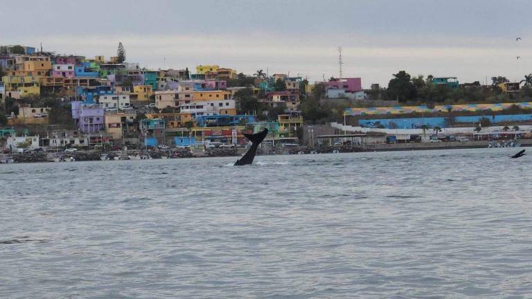 En la bahía de Topolobmapo fue captada esta semana una ballena.