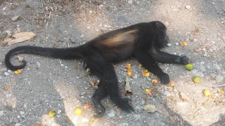 La autoridad ambiental se refirió a la muerte de un mono saraguato de la especie Alouatta palliata, cuando la especie que habita en Palenque es Alouatta pigra.