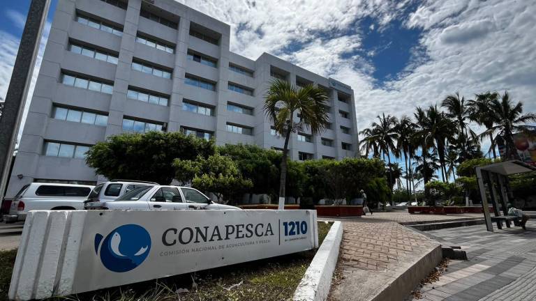 Productores acuícolas lamentan que el Gobierno de México no solucione la importación de camarón, que afecta al mercado y productores locales.