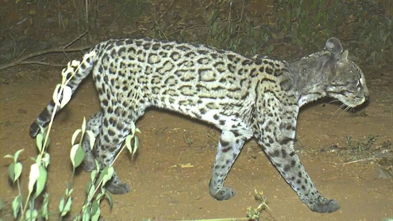 Ocelote con sarna registrado en la Reserva de la Biósfera Chamela-Cuixmala.