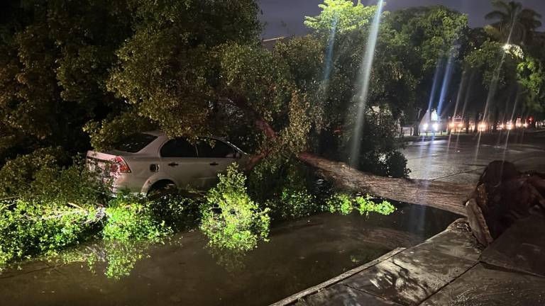 Un adulto mayor resultó con un golpe menor luego de que el ejemplar se desplomara durante la tormenta registrada este viernes.