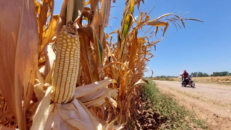 Plantean asignar $53 mil millones para el campo en proyecto del PEF 2022