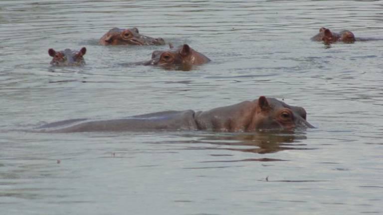 $!Los hipopótamos provienen de Colombia, especies de la colección de Pablo Escobar Gaviria.