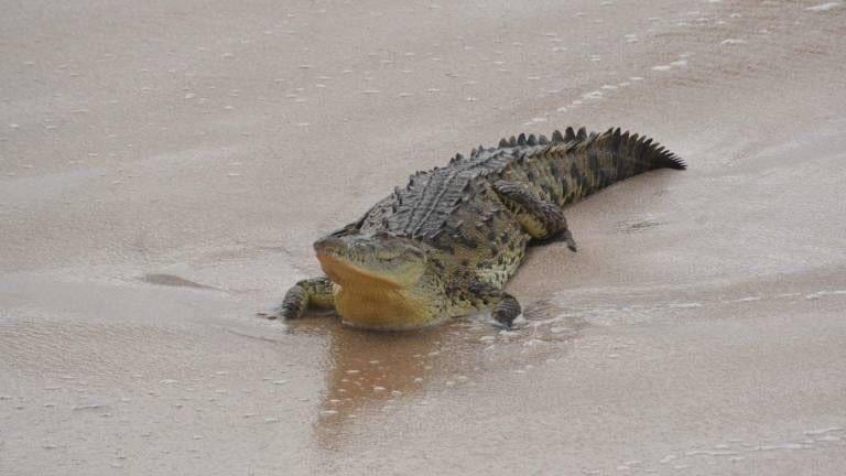 Se pasea caimán en la zona de mar y playa de Teacapán, Escuinapa