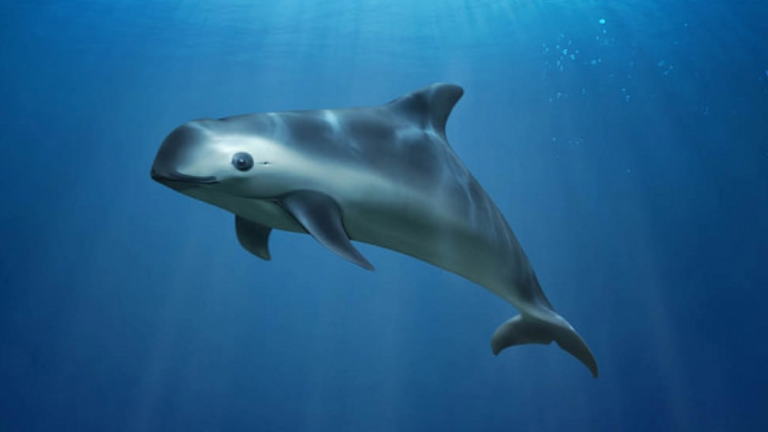 La vaquita marina es una especie en peligro de extinción.