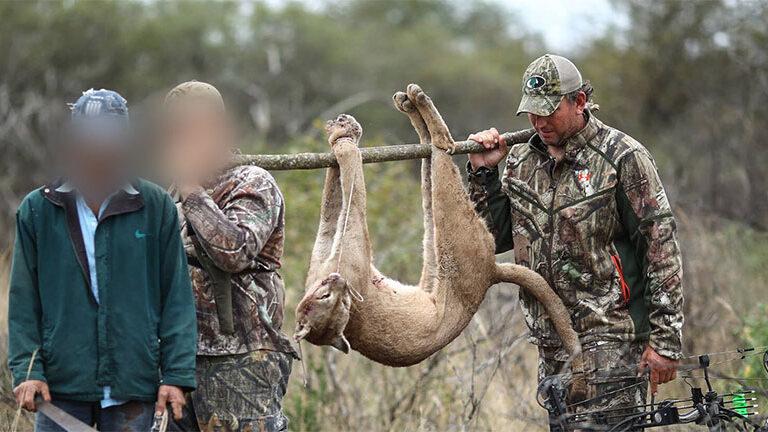 $!Sin salida: la irreversible realidad de los felinos que son rescatados del tráfico de animales