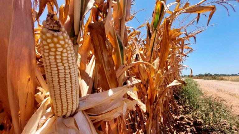 El pronóstico de producción de maíz para 2023/24 aumentó aún más este mes, impulsado principalmente por una revisión al alza en los Estados Unidos, y se proyecta que supere la producción de 2022/23 en un 4.6 por ciento.