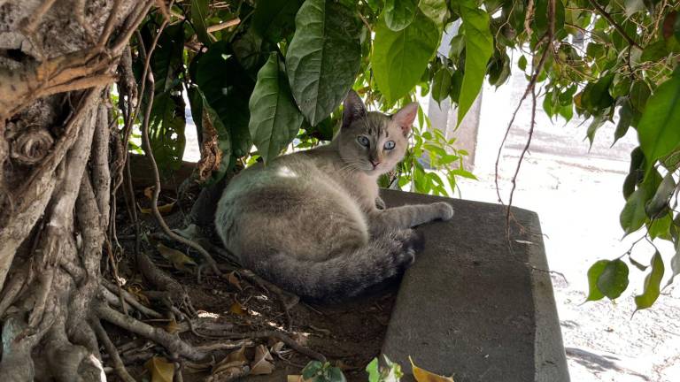 Denuncian vecinos de Infonavit Playas abandono masivo de gatos y focos de infección
