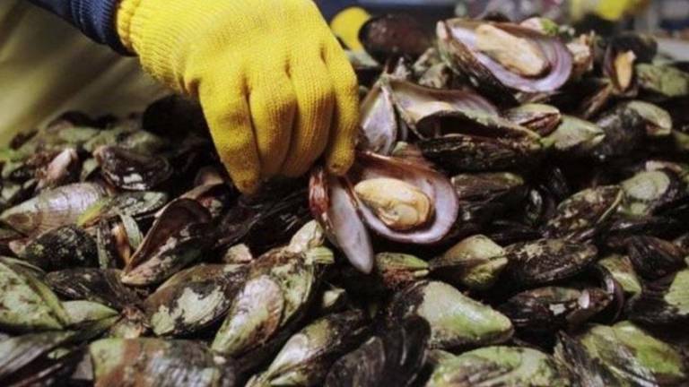 Debido a la presencia de marea roja en la bahía de Altata Norte, Coepriss llama a no consumir moluscos bivalvos.