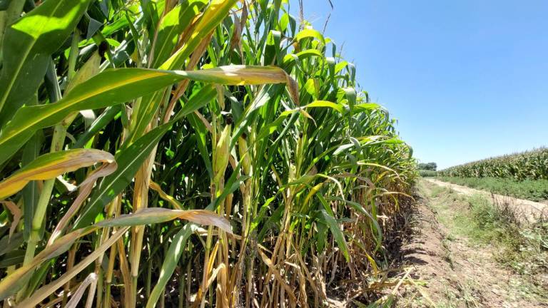 Precio de maíz alcanza punto máximo en 6 meses en la Bolsa, reporta la Caades