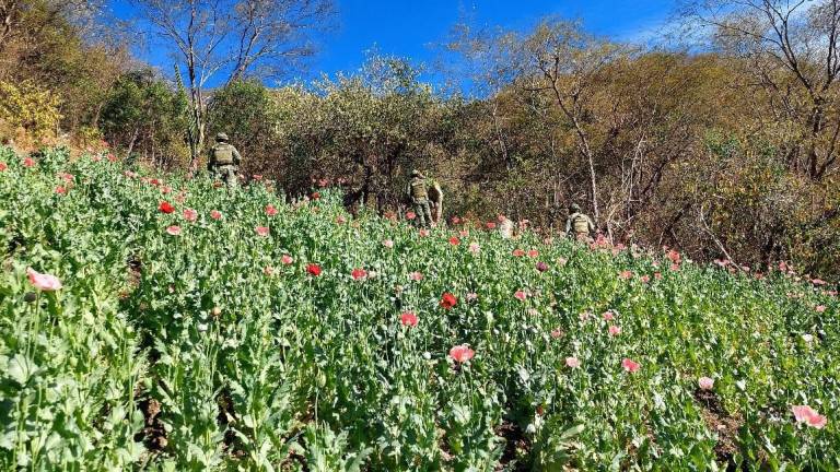 Cultiva amapola que elementos del Ejército localizaron y destruyeron en la sierra de Sinaloa.