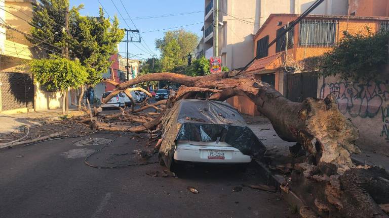 Debido al sismo registrado este viernes, en la Ciudad de México se cayó un árbol.