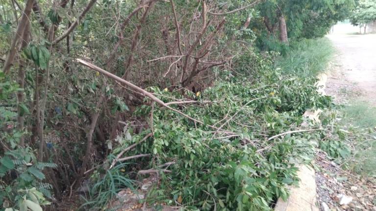 El manglar del Arroyo Jabalines en Mazatlán fue podado sin autorización, lo que generó denuncia de la Dirección de Ecología.