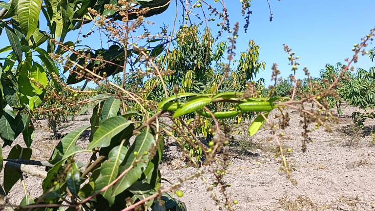 Poca floración han tenido las huertas de mango en el sur de Sinaloa.