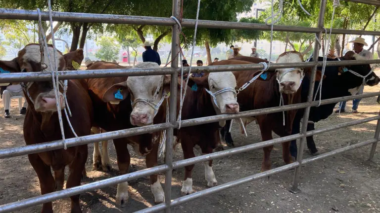 Fueron alrededor de siete ganaderías participantes en el Tianguis, las cuales que mostraron sus razas puras para comerciar.