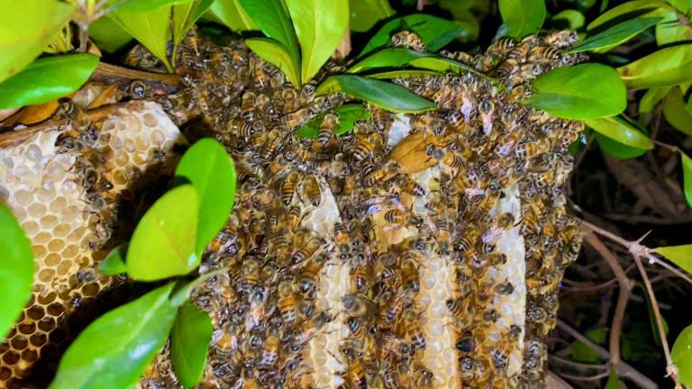 Las abejas y avispas serán protegidas en Mazatlán.