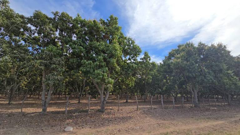 La floración que han tenido las huertas de mango este año no han sido suficiente para mantener los niveles de producción.