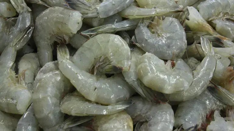 Productores acuícolas de Sinaloa demandan frenar el contrabando de camarón de Ecuador.