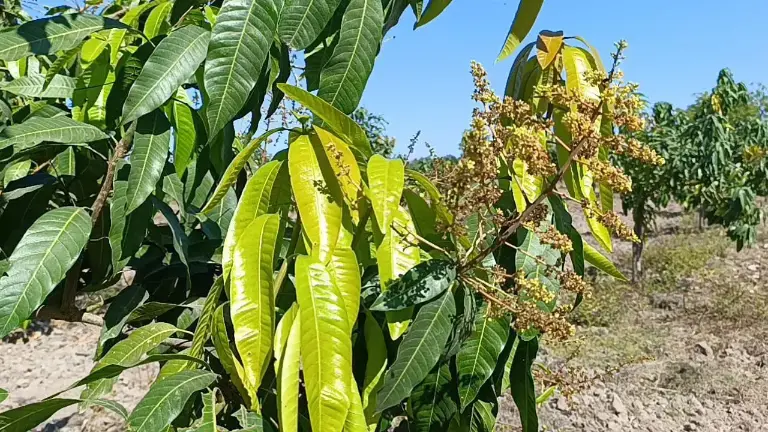 La baja floración que registran las huertas de mango en el sur de Sinaloa no había llegado a los niveles que hoy se tienen, advierten.