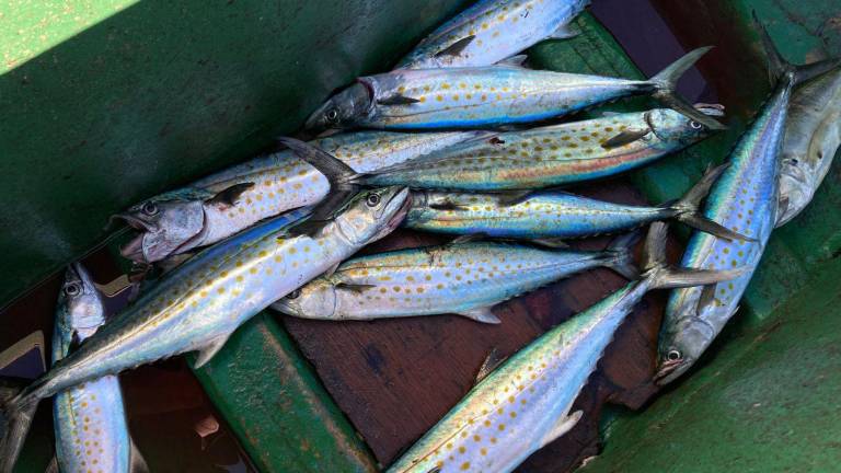 Pescadores ribereños de Playa Norte ofrecen sierra y bicuda recién capturadas, especies más demandadas para ceviche durante las fiestas decembrinas en Mazatlán.