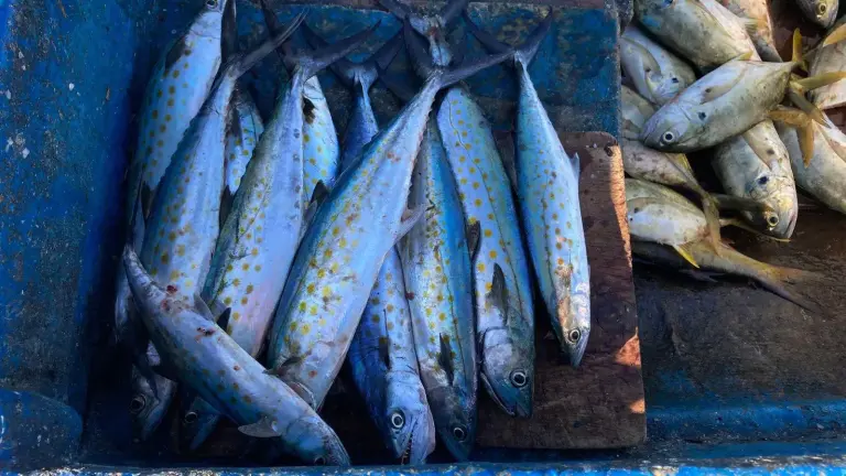 La venta de pescado fresco aumentó en el embarcadero de Playa Norte previo a la cena de Año Nuevo, impulsada por familias locales y turistas.