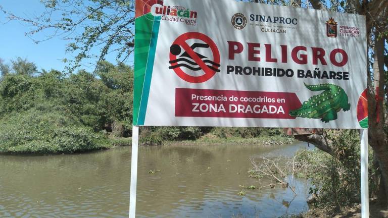 Gobierno de Culiacán alerta presencia de cocodrilos en Tepuchito