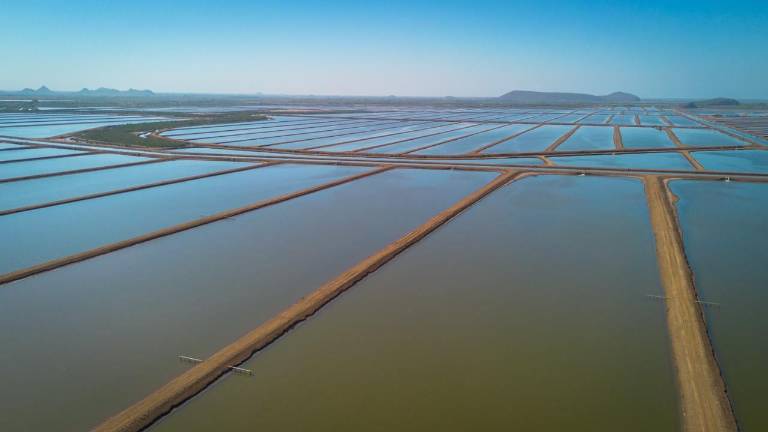 Granjas acuícolas del sur de Sinaloa iniciaron el ciclo de siembra de camarón con expectativas de mayor producción para la próxima temporada.