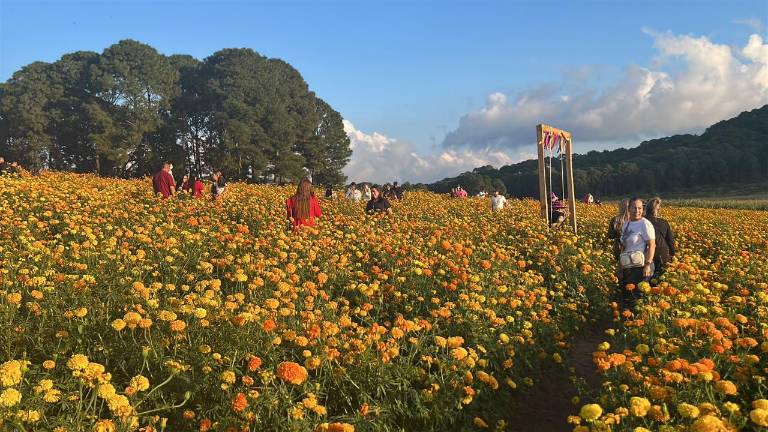 El primer campo de cempasúchil de Sinaloa fue inaugurado en Surutato, Badiraguato, para ofrecer una nueva experiencia a los visitantes durante la temporada de otoño.