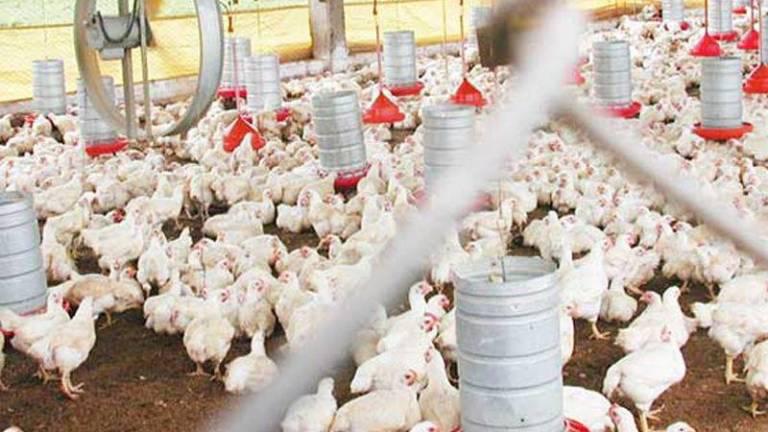 El Senasica enfatizó que la presencia de la IAAP AH5N1 no representa ningún riesgo para el consumo de pollo y huevo.