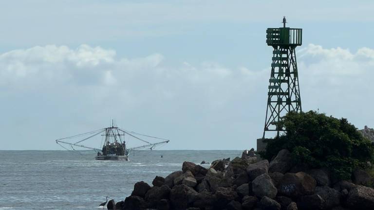Desde el fin de semana algunos barcos se hicieron a la mar vía lastre para buscar el punto de partida de las capturas.