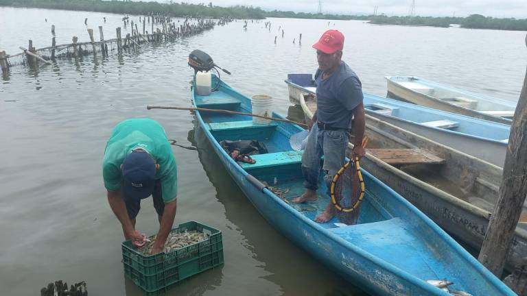 Es esperanzador el panorama por las capturas y la talla del camarón que han sacado los pocos pescadores que salieron en Escuinapa: Salas Barrón